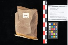 Foto (Objekt + Etikett) von Myrica lignitum (Unger) Saporta (NHMW-GEO-2024-0188-0666)